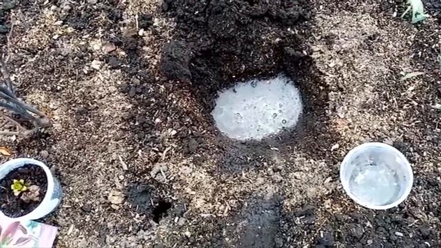 Посадка Лилии "БЕВЕРЛИ ДРИМС" в Открытый Грунт. 26 апреля 2021г. смотреть онлайн