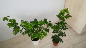 цветение сеянца, Муррайя Murraya paniculata ‘Himalayan’ (Giant leaf)