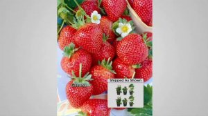 Roberta's 6-pc. Showy & Sweet Strawberry Delight Patio Edibles on QVC