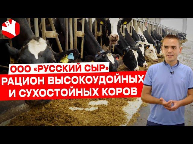 Рацион коров | Молочное животноводство