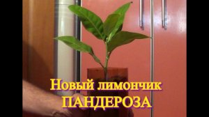 Укоренение лимона воздушным отводком.