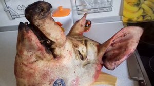 свиная голова-рулет, студень, фарш, суп, копченые уши ! Pig head