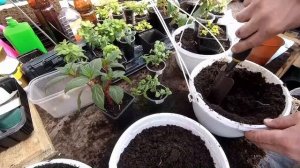 Сажаем миксы растений в подвесные кашпо