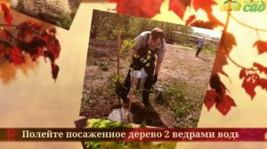 Посадка клена - как правильно посадить клён