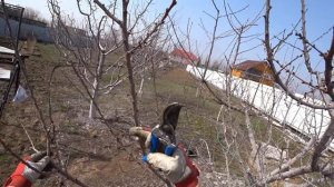 Обрезка абрикоса на максимальный урожай  Какие побеги нужно оставить