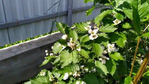 Крупная ежевика Бронко Деликадо обильно цветёт