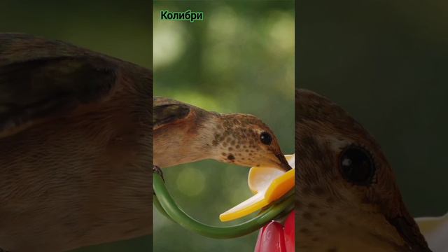 Колибри Лёпа 1.7 
#животные 
#развивающие
 #смешные смотреть онлайн