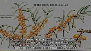 Особенности плодоношения арахиса: как растет культура