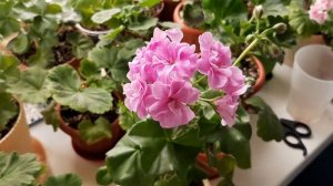 Пеларгония PAC Lilac rose