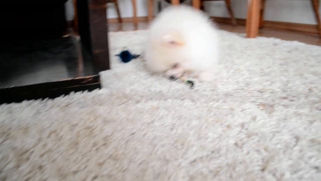 КРЕМОВЫЙ ЩЕНОК ПОМЕРАНСКОГО ШПИЦА ЖДЁТ СВОЮ МАМОЧКУ. CREAM POMERANIAN PUPPY WAITING FOR HIS MOTHER.