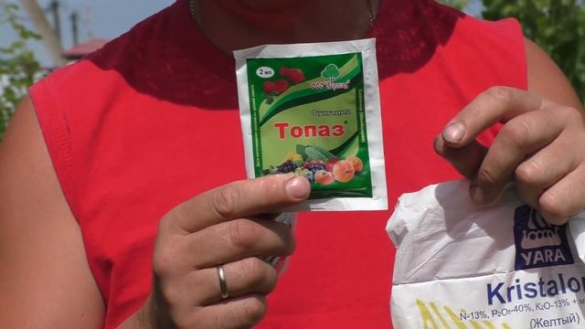 Виноград .Вторая профилактическая обработка от болезней . смотреть онлайн