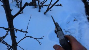 Вишня колонной из обычной вишни.  Опыт продолжается!