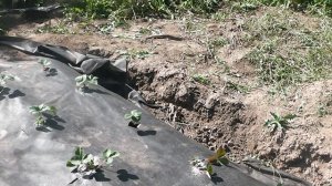 Подкормка клубники золой