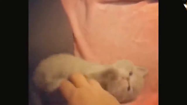 смешные котята подборка видео приколов (2020) [HD]
