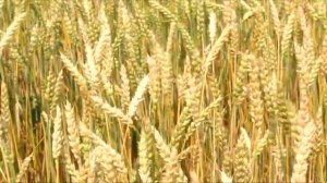 Футаж колосьев