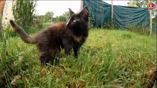 Убийца мышей и крыс - Мейн кун смотреть онлайн