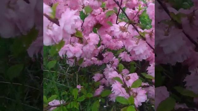 Миндаль трёхлопастный (Луизеания). 2021г. смотреть онлайн