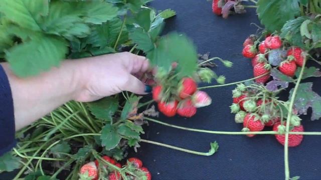 АНАНАСНАЯ (ФИНСКАЯ РОЗОВАЯ) среднеспелый сорт клубники.