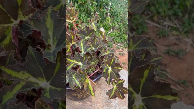 Begonia #foliage plant #begonia