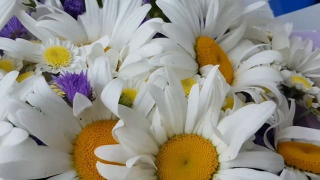 25 ромашек смотреть онлайн