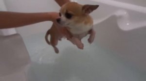 Как чихуахуа Вики плавать училась