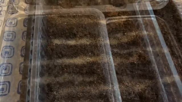 Посадка земляники крупноплодной и мелкоплодной семенами. ???