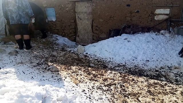 Ягнёнок выжил, содержание овец смотреть онлайн