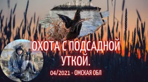 Охота с подсадной уткой