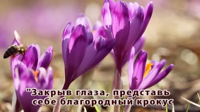 Волшебный цветок крокус смотреть онлайн