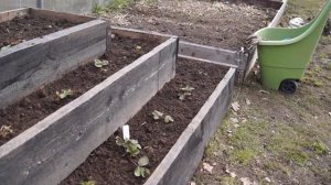 МОЯ КЛУБНИЧНАЯ ПИРАМИДА  УБОРКА И ПОДКОРМКА !