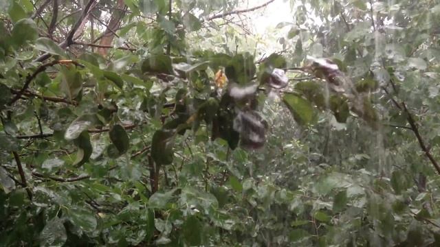 Дача РУ арсинкассы смотреть онлайн