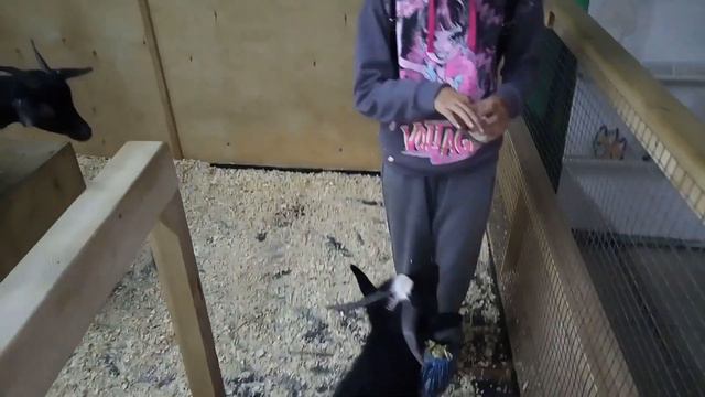 Кормим коз Контактный зоопарк Кемерово смотреть онлайн