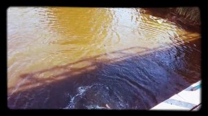 г.Белая Церковь Киевской обл. Август 2018г.