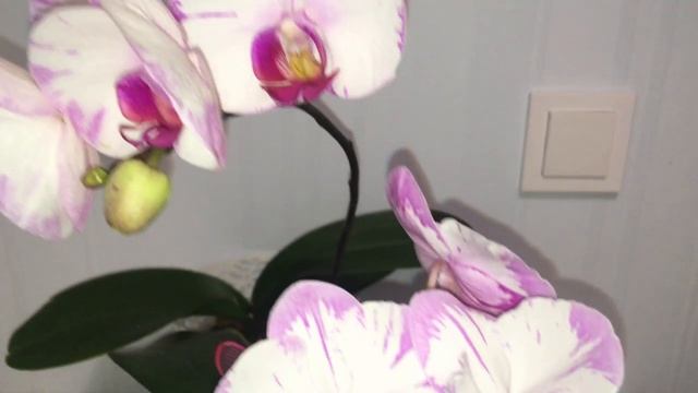 Азиатские орхидеи: Phal. Lightning, JPM 1, Yu Pin Sweety, PF 0844-1. Сравним?
