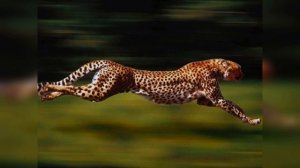 Рекорды в мире животных