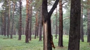 Белки в Зенковском парке. Прокопьевский район. Кемеровская область-Кузбасс.