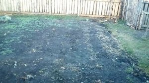 Как уничтожить " берёзку" на участке.. и причины её произрастания.....