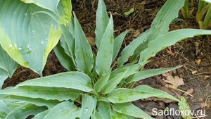 Японская хоста Сильвер Твист (Silver Twist), в моем саду
