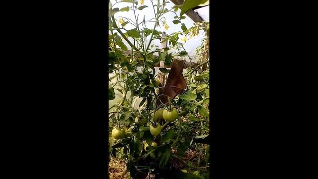 Ну ОООЧЕНЬ ленивый огород 2017 года)))) смотреть онлайн