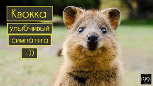Самое улыбчивое животное Квокка \ Samsung старше Apple \  Бездомный Иисус \ Это интересно Выпуск №19