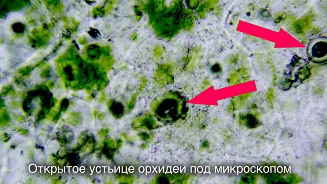 Как заставить орхидеи расти быстро