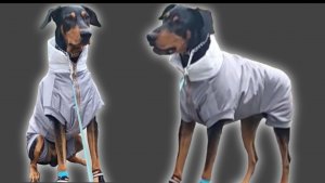 Куртка для собаки крупной породы своими руками. Шью куртку для добермана.