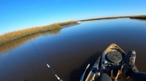 Fishing LIVE SHRIMP in Shallow Saltwater Creeks! (Big Fish)