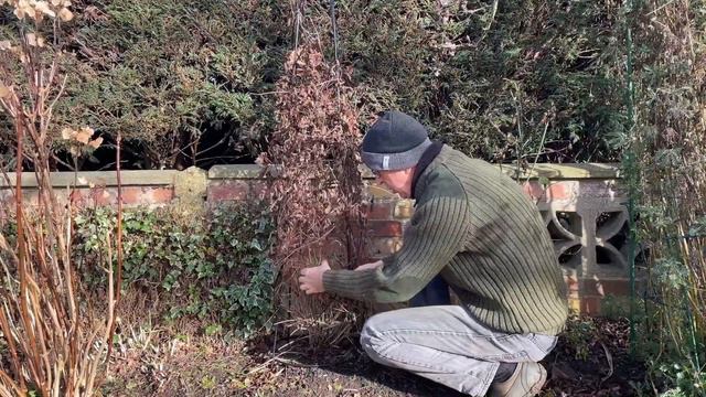 CLEMATIS VARIETY & PRUNING GUIDE – How to prune and great varieties to grow смотреть онлайн