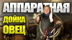 Аппаратная дойка. Доильный аппарат для овец. Учет скота.