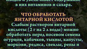 Янтарная кислота - стимулятор роста растений