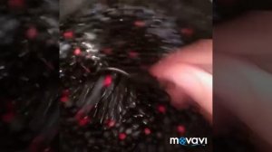Варенье из голубики
