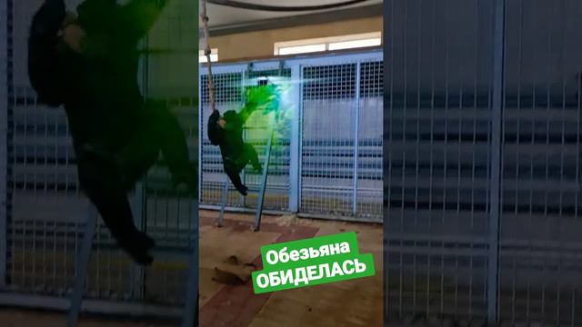 Обезьяна ОБИДЕЛАСЬ. С ней не захотели играть. А потом пришёл главный. Зоопарк. Monkey 🐒  in Zoo.