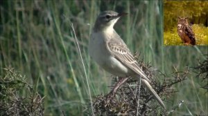 Полевой конек - Anthus campestris