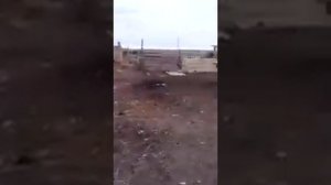 Разведение свиней( вольное содержание)